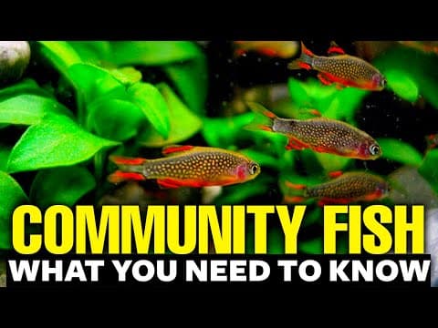 Best Freshwater Community Fish 🐠explained in 11 minutes