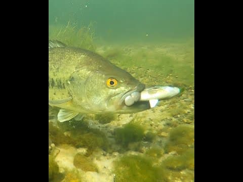 BASS CHOKES BLUEGILL!! 😳 #shorts