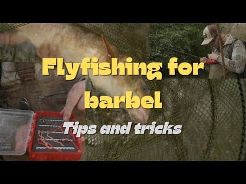 Flyfishing for barbel : barbel on the fly