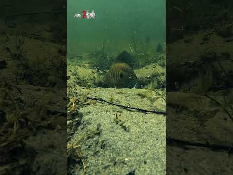 Bluegill Spawning Underwater