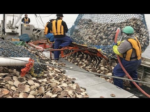 This is How Fisherman Catch Hundreds Tons Scallops - Amazing Catching &amp; Processing Scallops on Sea