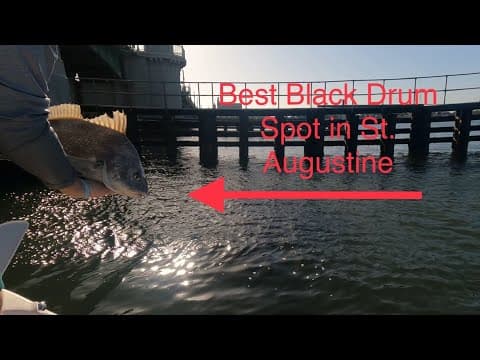Best Black Drum Spot in St Augustine!