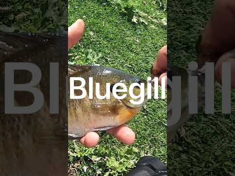 How to catch bluegill