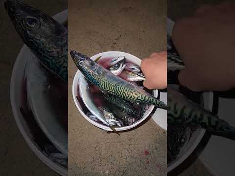 Redondo beach pier fishing for mackerel