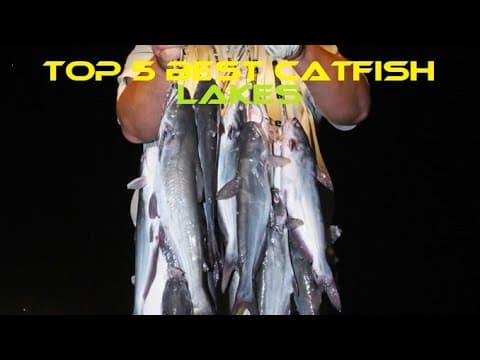 Best CATFISH Lakes in California (Top 5)