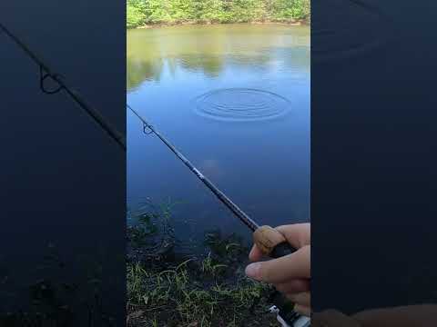 How to catch Largemouth Bass on Bluegill