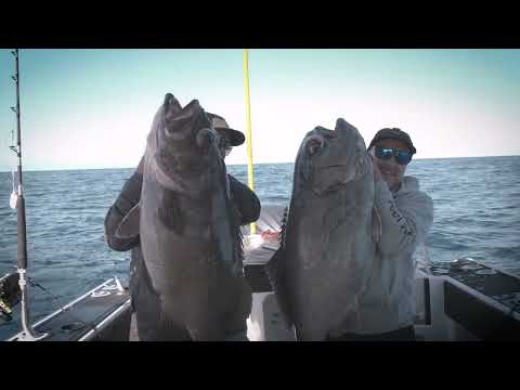 Daiwa Electric Fishing Reels | A Range Overview