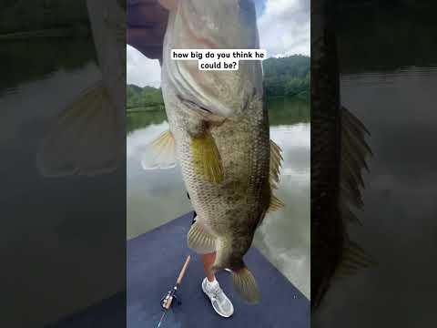 3 pound largemouth on the neko rig #bassfishing #fishing #bass #fish #lol #fyp #foryou #viralvideo