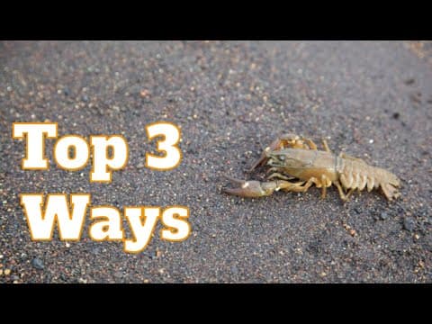 How To Catch Crawfish In A River [Crayfish]: 3 Best Ways To Catch Crawfish With Your Hands | SFSC