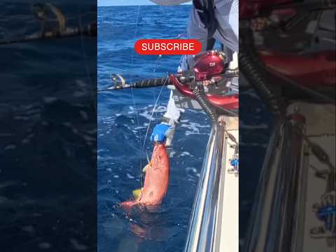 火鰽｜火點｜Russell&#39;s Snapper｜香港釣魚｜Hong Kong Boat Fishing｜西貢金毛｜西貢高佬 #shorts