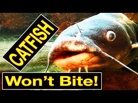Four Reasons Catfish Won&#39;t Bite