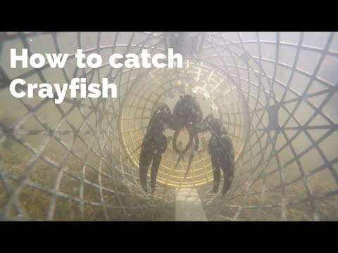 How to Catch Crayfish (UK Crayfishing)