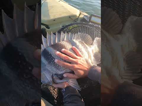 Long Island New York Sheepshead