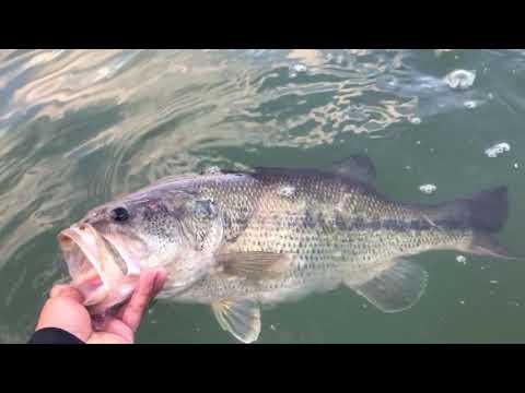 Lake Natoma Largemouth Bass