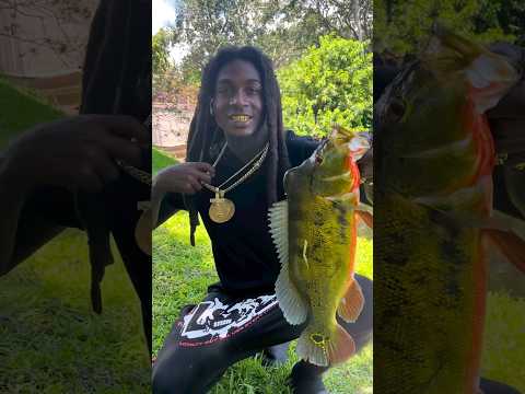 Peacock Bass in 5 seconds 🎥🔥🎣