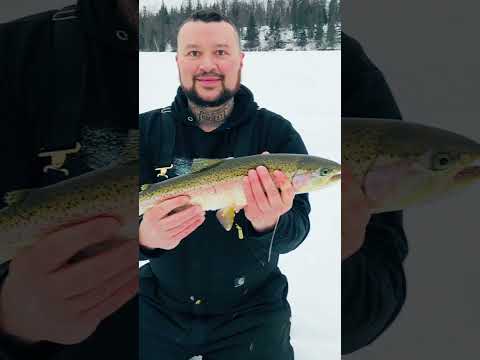 Some of my best. Alaska steelhead and trout.