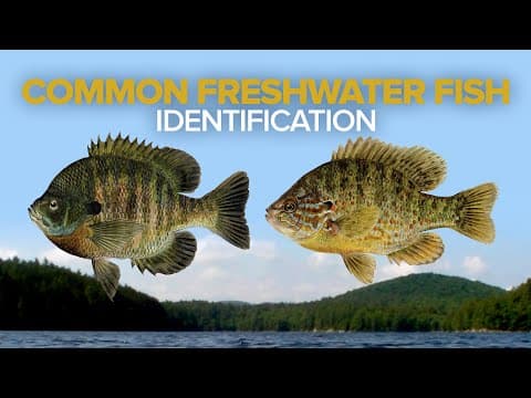 How To Identify Common Freshwater Fish