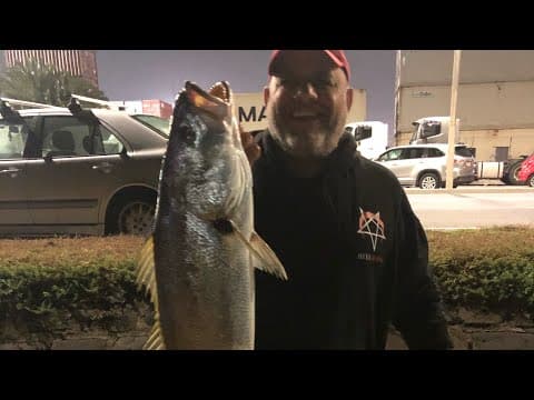 Huge catch at the Maribyrnong River Mulloway Jew fish, Footscray