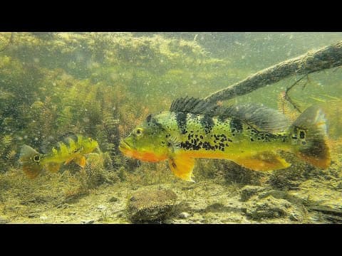 First Ever Footage of Peacock Bass Spawning in Natural Habitat in Miami