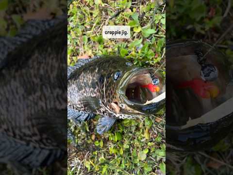 One of the coolest freshwater invasive fish species in South Florida #fishing