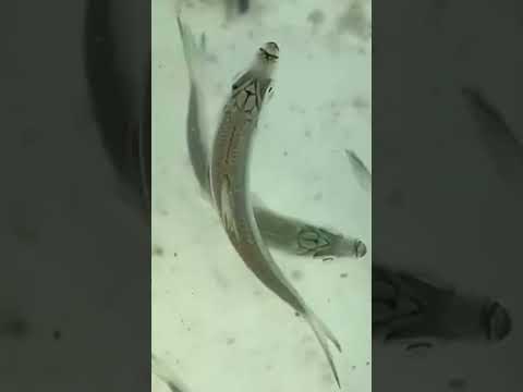 Live bait can make or break a saltwater fishing trip!