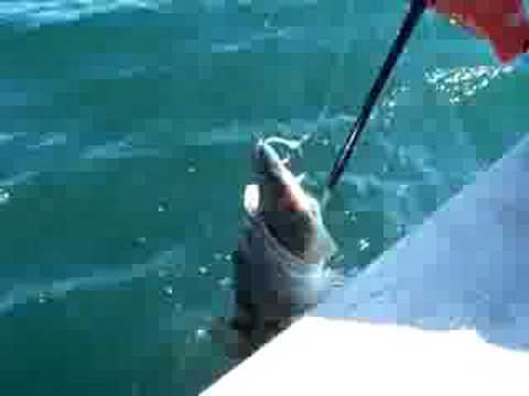 Prince William Sound Lingcod vs. Halibut -What The @#$%^