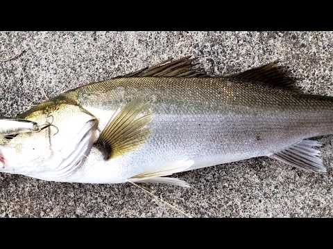 Jackall Bonnie 95 - Seabass Top Water em Awara