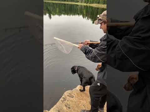 Beautiful fall season Brook Trout, Algonquin Park