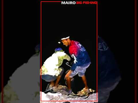 MAIRO BIGFISH : fishing for GT monsters on rock cliffs  #SHORTS