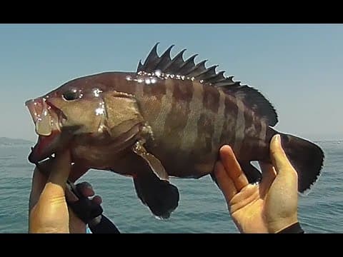 Love Live bait!! [Grouper and Scorpionfish]