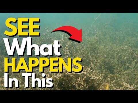 What&#39;s Really Happening With Your Carolina Rig | Bass Fishing Tips