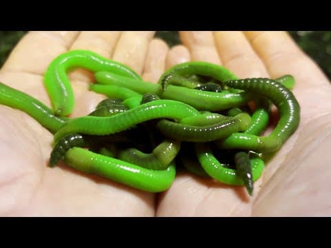 NIGHTCRAWLERS - A Guide to the World&#39;s BEST Fishing Bait!