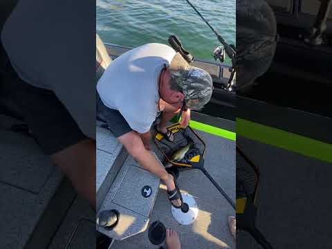 Bull Shoals Walleye 2023