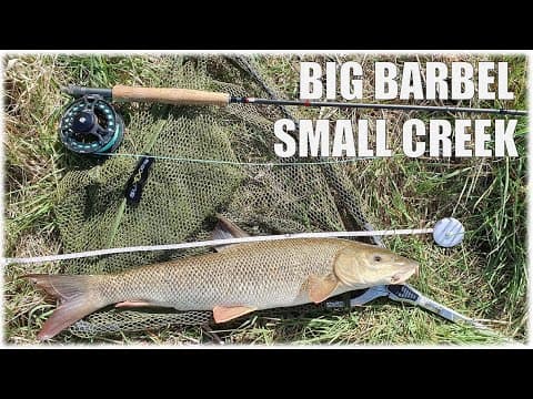 Fly fishing in Bavaria | Nasenbach Freising | 65 cm barbel on a nymph