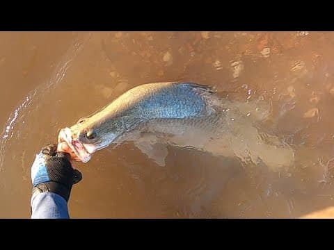 LANDBASED BARRAMUNDI -  Pilbara Barramundi Fishing