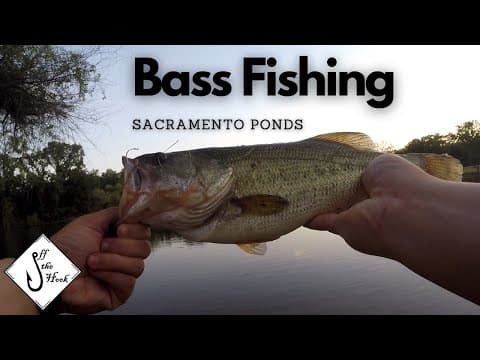 Fishing Sacramento Ponds | Bass JUMPING out of the Water! (Day 128)