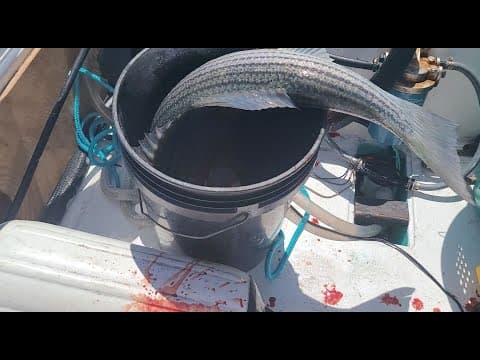 Several trips - Block Island, Newport, Brenton Reef, Narragansett...