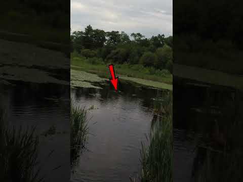 TOP 10 Favorite Catches of 2021 | Massachusetts Fishing (8/10) #shorts