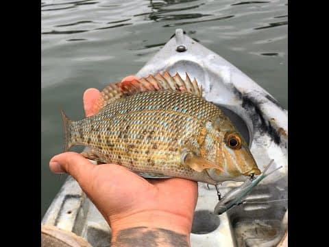 Canal Session. Fishing in overcast conditions