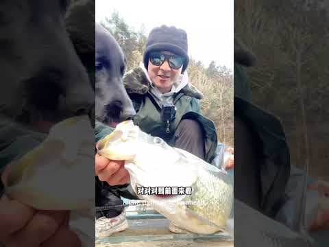 VLOG: Lure fishing for Culter alburnus in the hometown pond.#fishing #lure #Culteralburnus