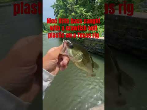 Bass in loch raven reservoir #fishing #crawfish #fish #fishing #bass