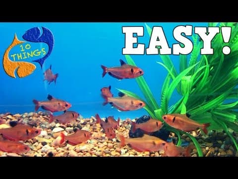 Top 10 Aquarium Fish For Beginners! Your First Aquarium!