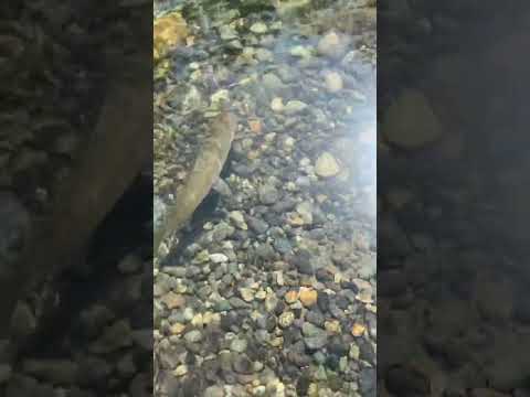 Fly fishing the Middle fork of the Snoqualmie river!
