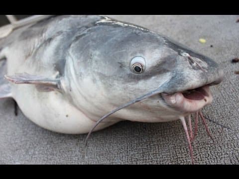 How to catch catfish in Summer - catfishing tips