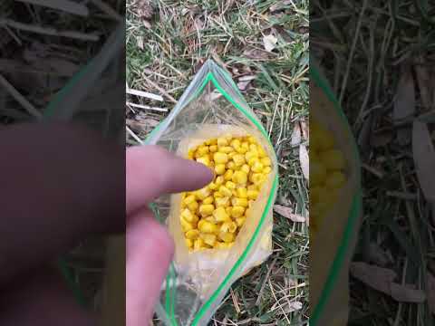 Winter pond fishing for carp! (Rig/setup)