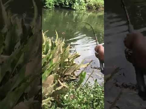 amazing big fish catching!! River fishing sri lanka 🇱🇰 | snakehead catching #released fish