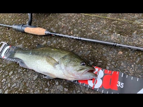 LAST BASS OF 2019 | Bass Fishing in Hong Kong #2