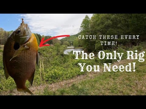 How To Catch Big Panfish From The Bank | Simple  Fishing Technique |Catching Monster Bluegill!