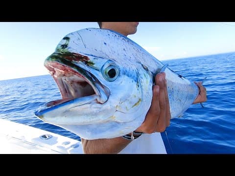 Weed Line Dolphin (Mahi Mahi) Fishing Tips in the Florida Keys