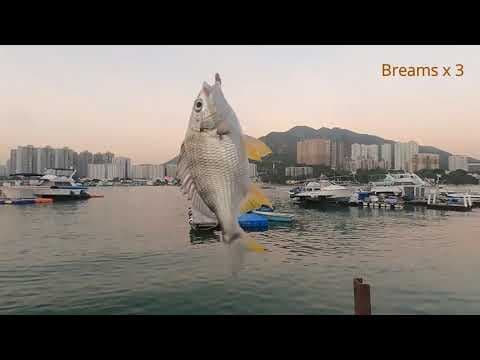 2020.11.08 | Fishing in Hong Kong Sam Shing Waterfront Promenade | ISO Fishing | Breams | Tuen Mun |